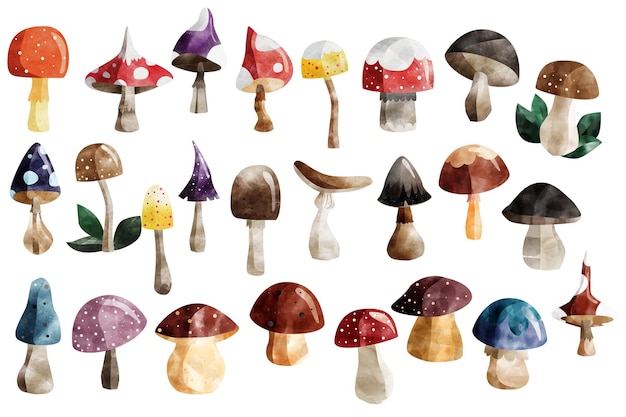 Collezione di funghi ad acquerello
