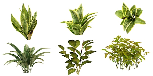 Collezione di piante d'appartamento verdi