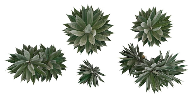 Collezione di piante di agave con stile realistico vista dall'alto