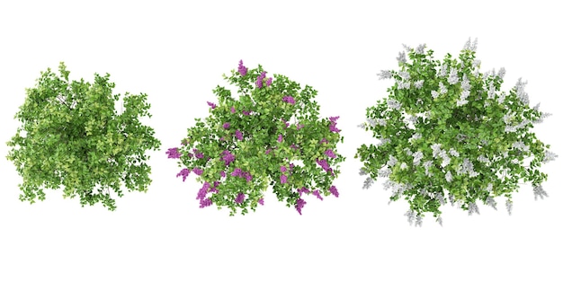 Collezione di piante di lilac comune Syringa persica su sfondo trasparente dalla vista dall'alto