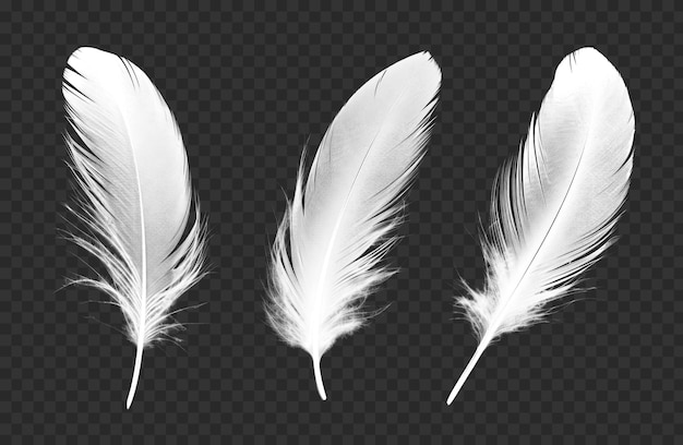 Collezione di piume isolate su sfondo trasparente png psd