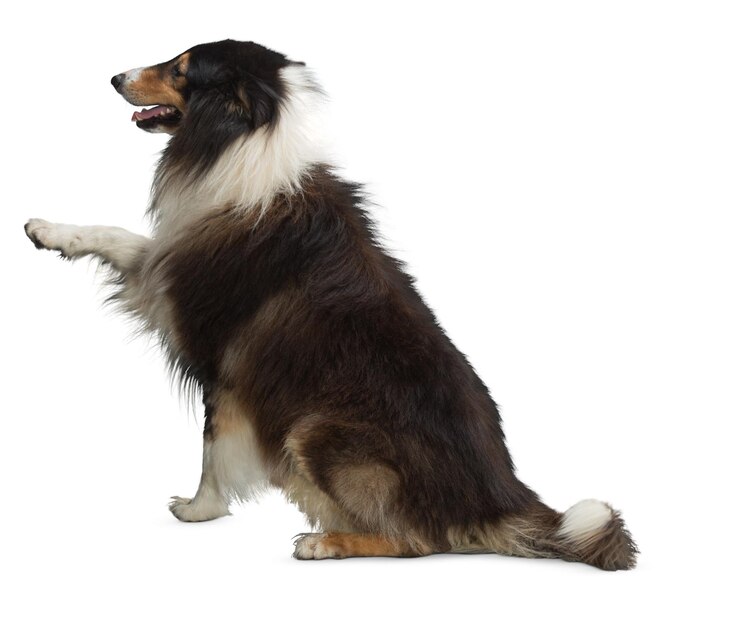 PSD collie che annusa il terreno in vista di profilo laterale