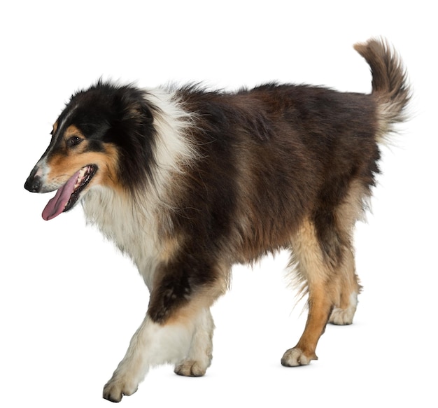 Collie olfateando el suelo en vista de perfil lateral