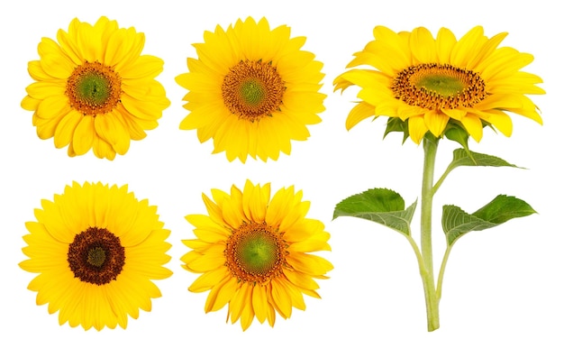 Coloque girassóis amarelos em um fundo em branco