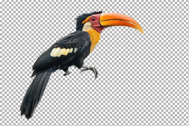 colorful striking hornbill with bold beak and intricate feathers with isolated background with isolated on transparent background