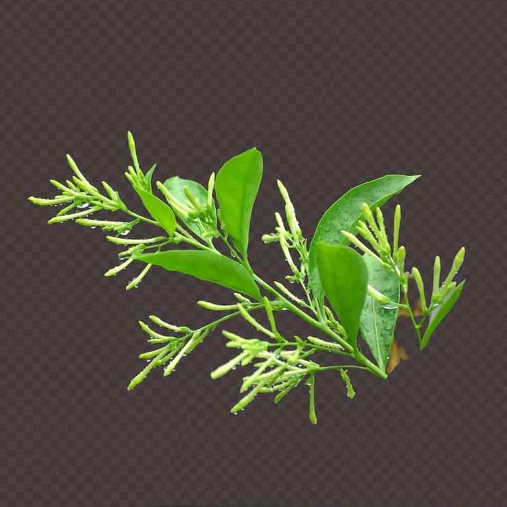 PSD colorida flor fresca con hoja aislada psd