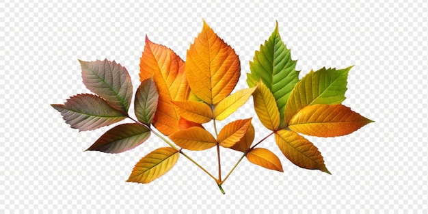 Las coloridas hojas de otoño dispuestas artísticamente sobre un fondo transparente