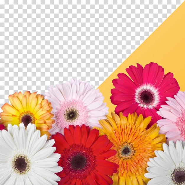 Las coloridas margaritas de Gerbera