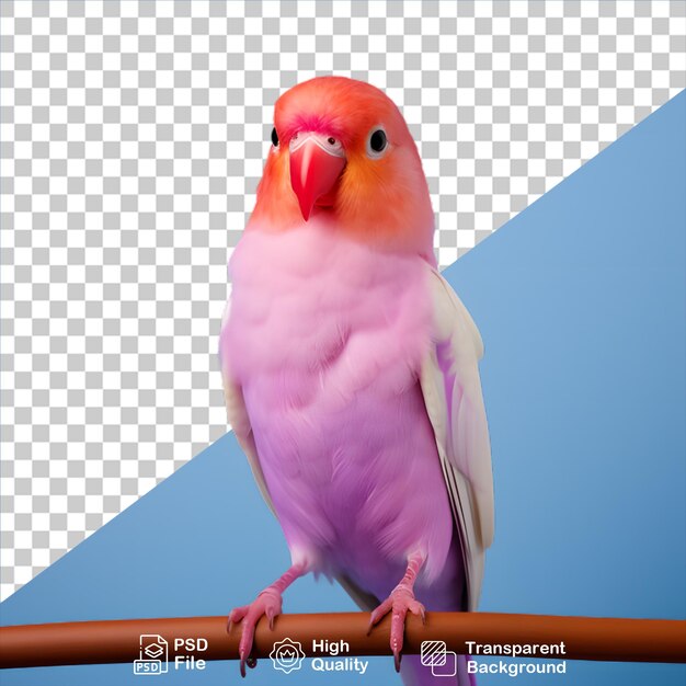 PSD colorido budgerigar aislado en fondo transparente incluye archivo png