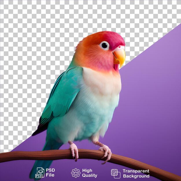 PSD colorido budgerigar aislado en fondo transparente incluye archivo png