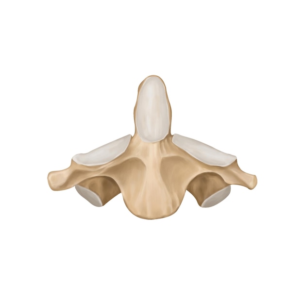columna cervical