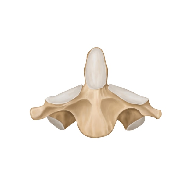 PSD columna cervical