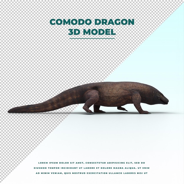 Comodo-drache isoliert