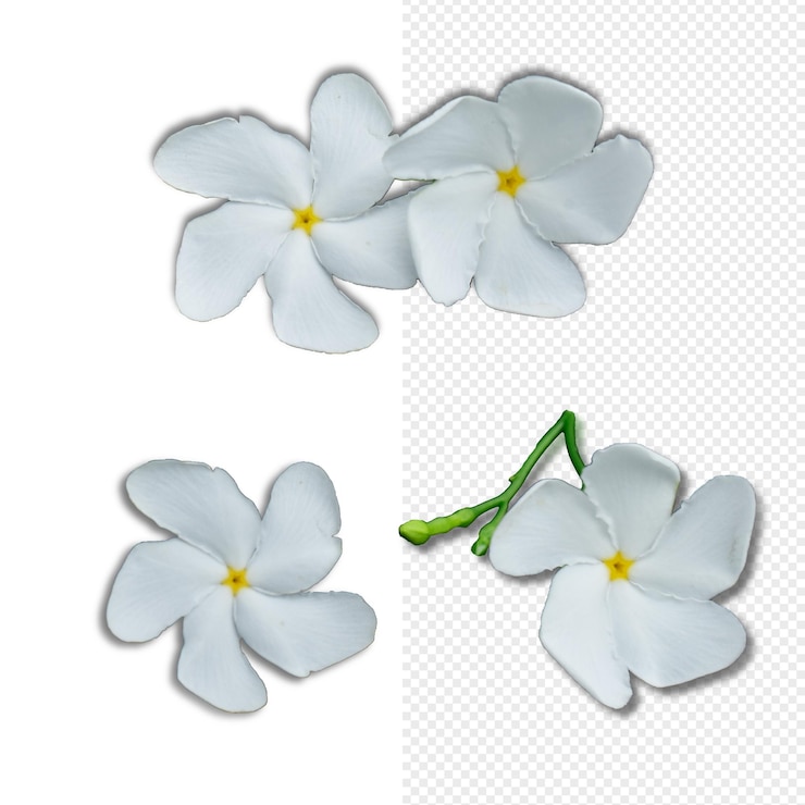 PSD composi??o de flor branca isolada psd
