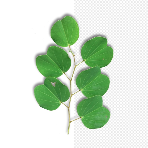 Composición de hoja verde aislada psd