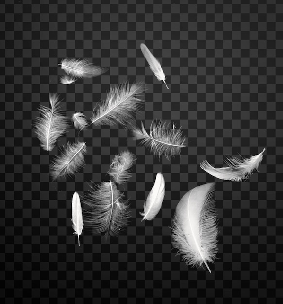 Composición realista de plumas que caen con un fondo transparente