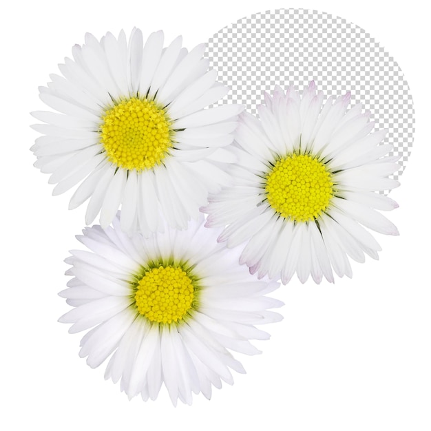 Composition avec marguerites au printemps