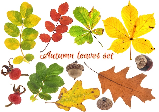 Composizione autunnale di foglie e frutti colorati