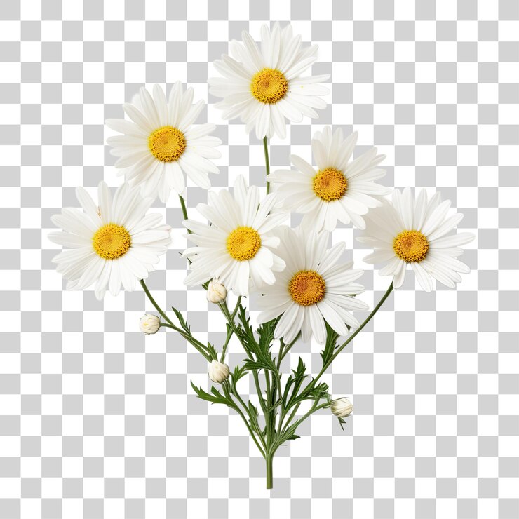 Composizioni di bouquet di fiori di margherite bianche