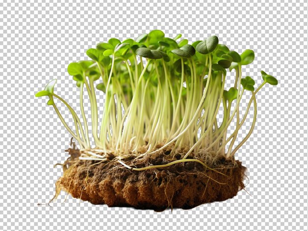 PSD conceito de microgreens de nutrição saudável