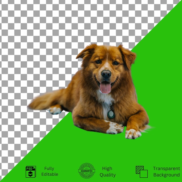 Des conceptions modifiables pour la créativité sur le thème des animaux de compagnie