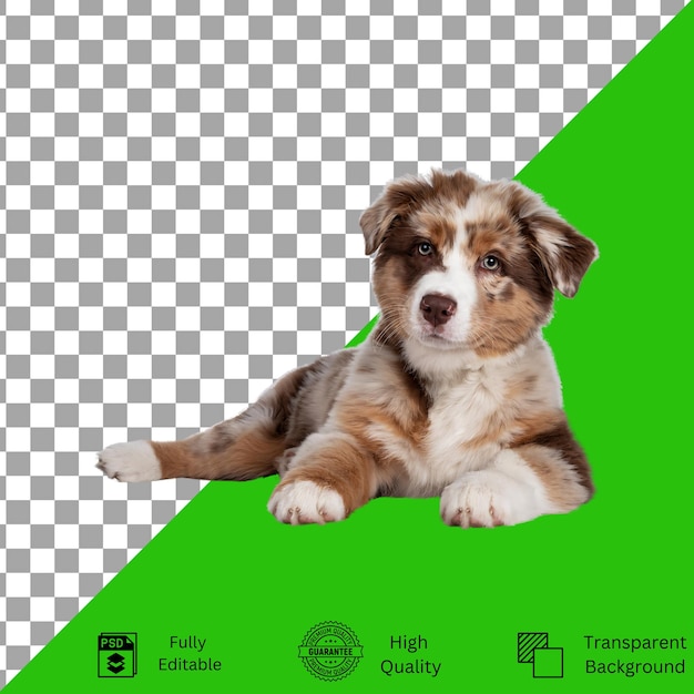 Des conceptions modifiables pour la créativité sur le thème des animaux de compagnie