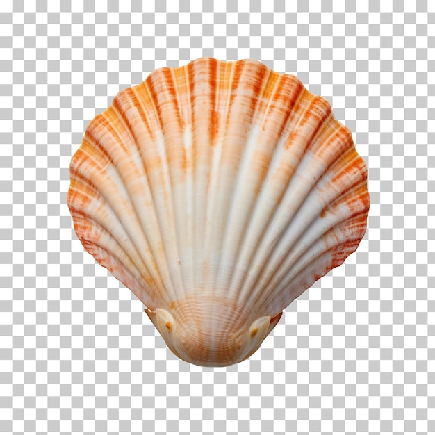 PSD concha isolada em fundo transparente ou branco png