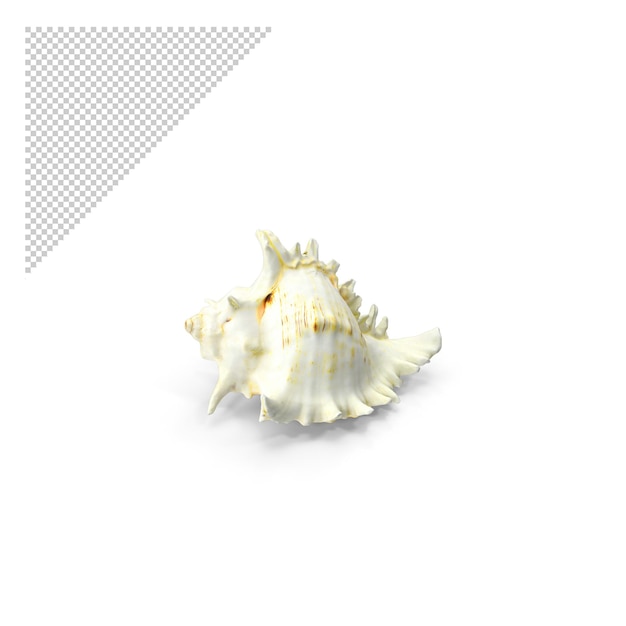 Concha De Mar PNG