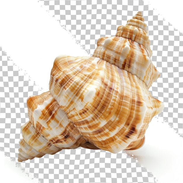 PSD una concha se muestra en un fondo transparente con un patrón de conchas