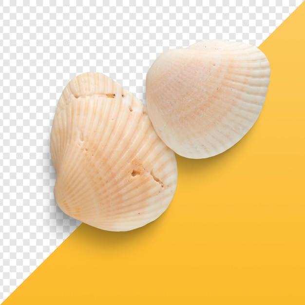 conchas de mar