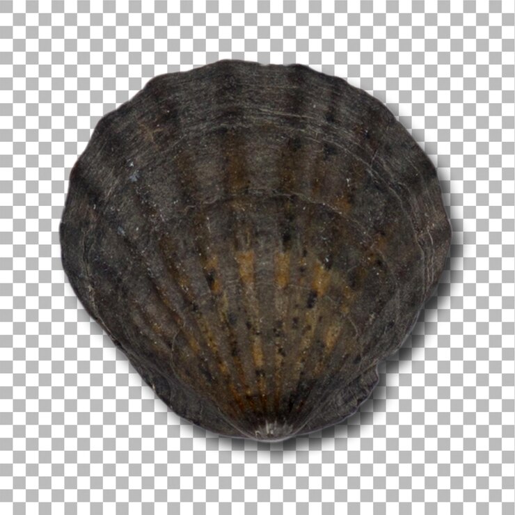 PSD las conchas marinas aisladas en un elemento de fondo plano se pueden utilizar para el proyecto de diseño