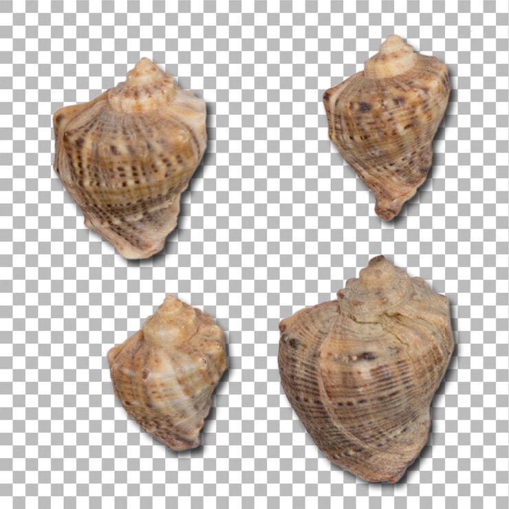 PSD las conchas marinas aisladas en un elemento de fondo plano se pueden utilizar para el proyecto de diseño
