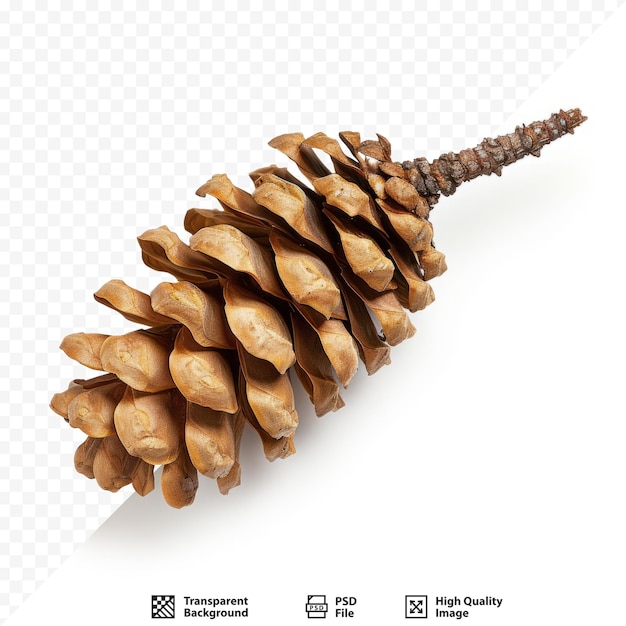 PSD cone de cedro com ramo