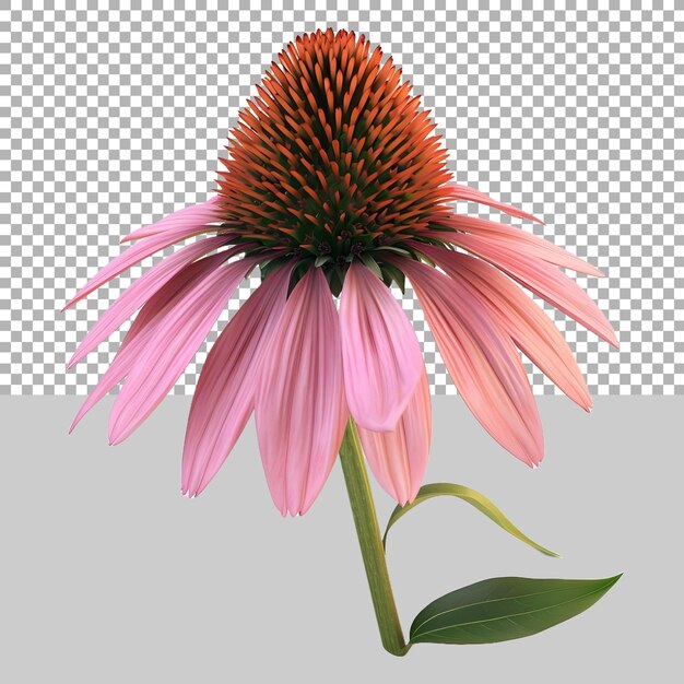 PSD coneflower em fundo transparente ai gerado