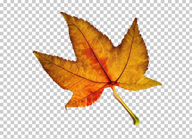 Congé d'automne sur fond transparent