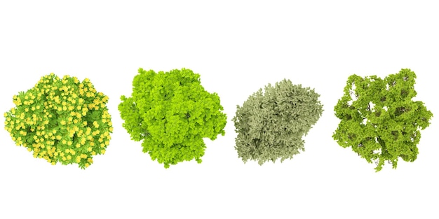Conjunto de árboles de Caragana arborescens que lloran en la selva 3D que muestra la vista superior para la ilustración