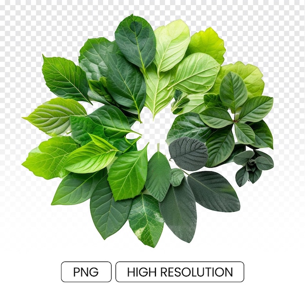 PSD conjunto circular aislado de hojas sobre un fondo transparente diseño inspirado en la naturaleza