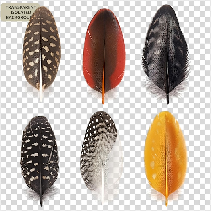 PSD conjunto de coloridas plumas de pájaro