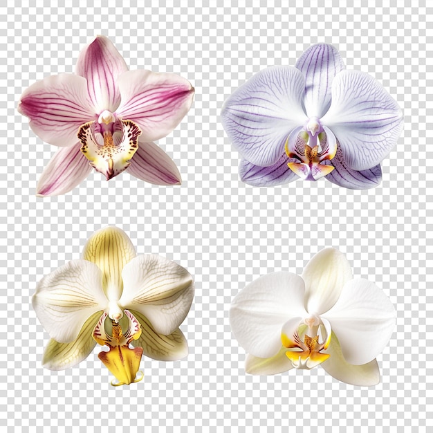 PSD conjunto colorido de flores de orquídea isoladas em fundo transparente