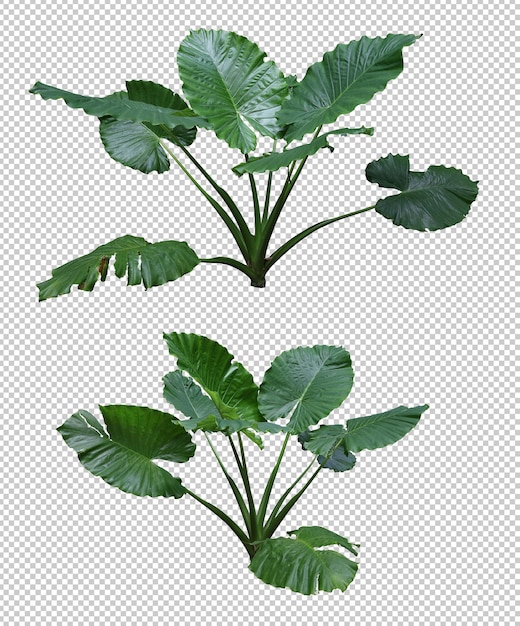 PSD conjunto de alocasia gigante realista isolado