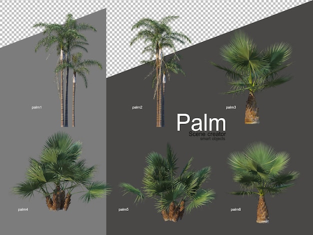 Conjunto de arranjos de palmeiras