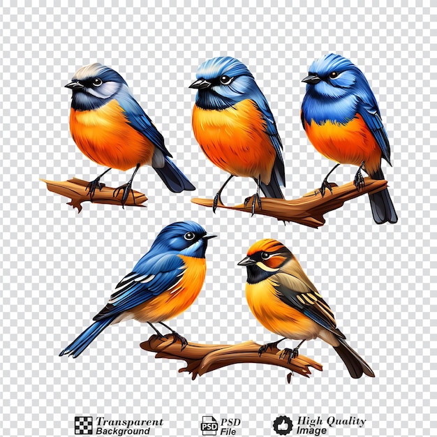 PSD conjunto de aves redstart de frente azul isoladas em fundo transparente