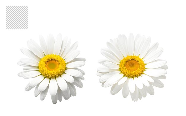 Conjunto de buquê de flores realista png