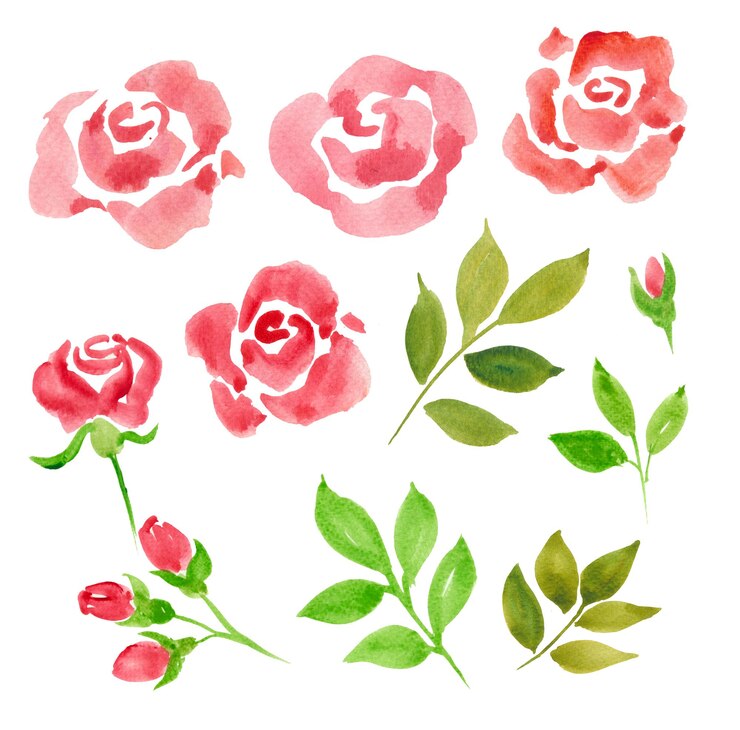 PSD conjunto de clipart rosa aquarela