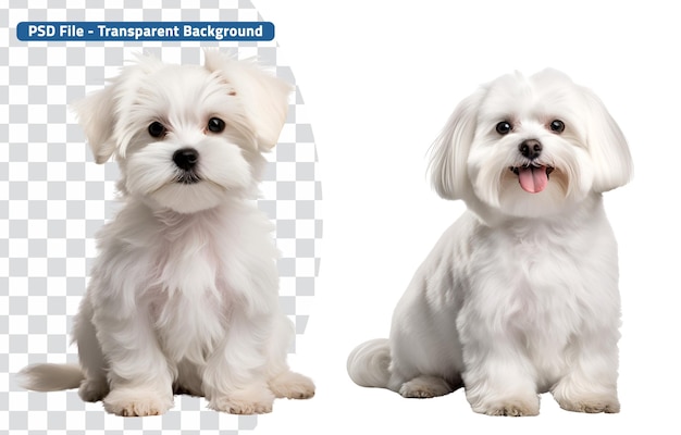 PSD conjunto de cute white maltese companions sitting puppy e adult maltese dogs