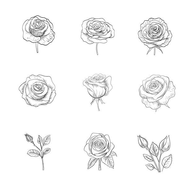 Conjunto de elementos decorativos florais de mão desenhada