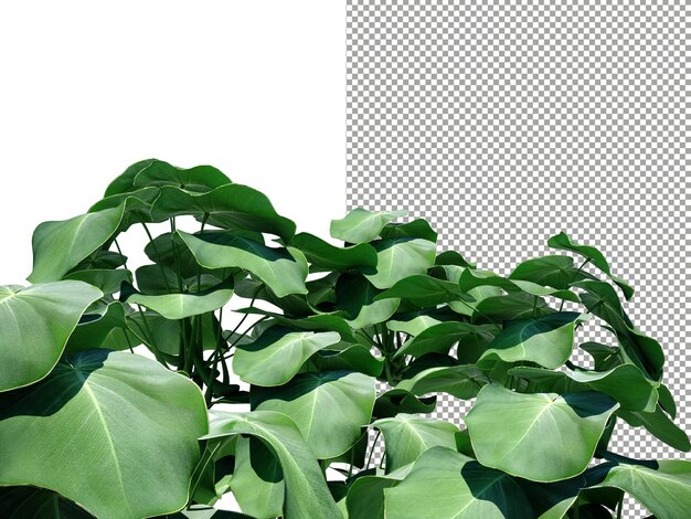 PSD conjunto de folhas de lótus em renderização 3d de fundo transparente