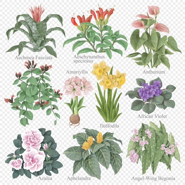 Conjunto de ilustrações digitais desenhadas à mão de plantas domésticas floridas