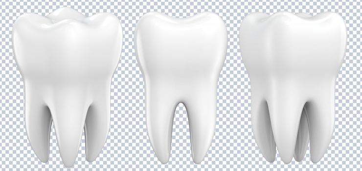 PSD conjunto de dientes premolares dentales