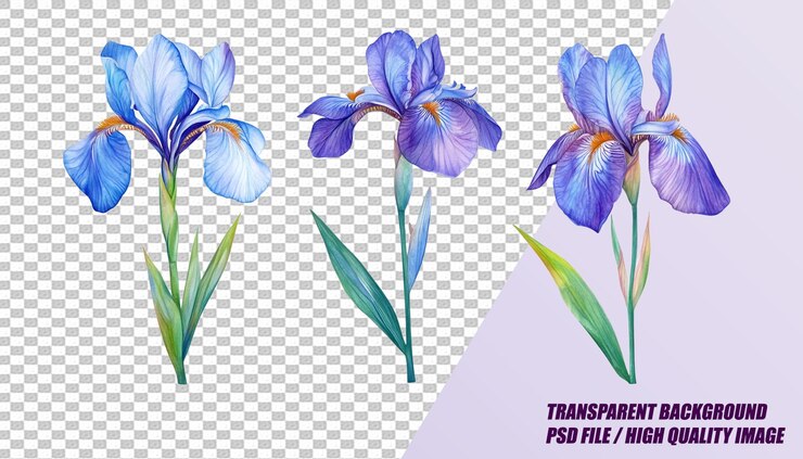 PSD conjunto de diferentes flores aisladas en un archivo psd de fondo transparente